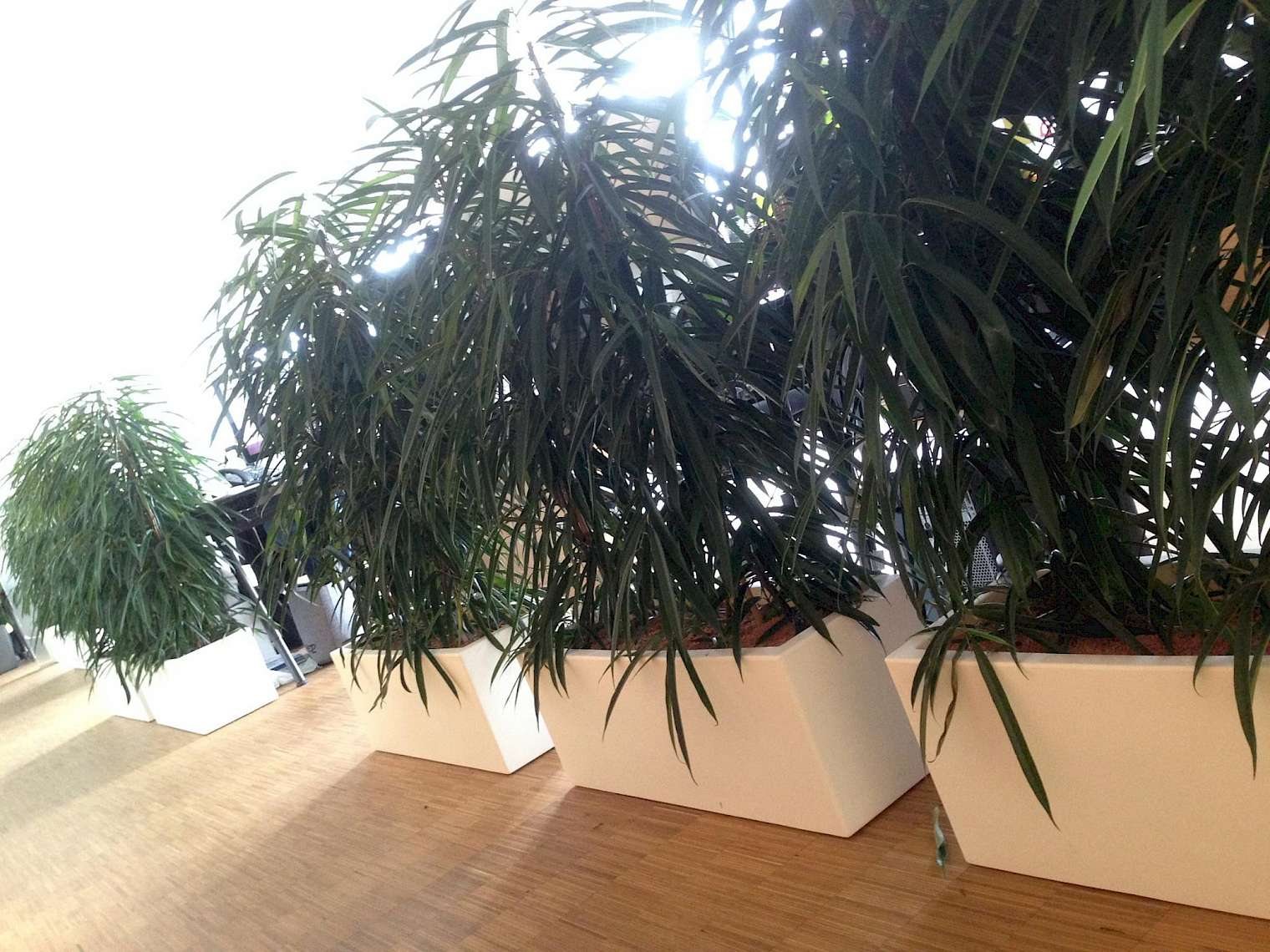 A green office, plants everywhere